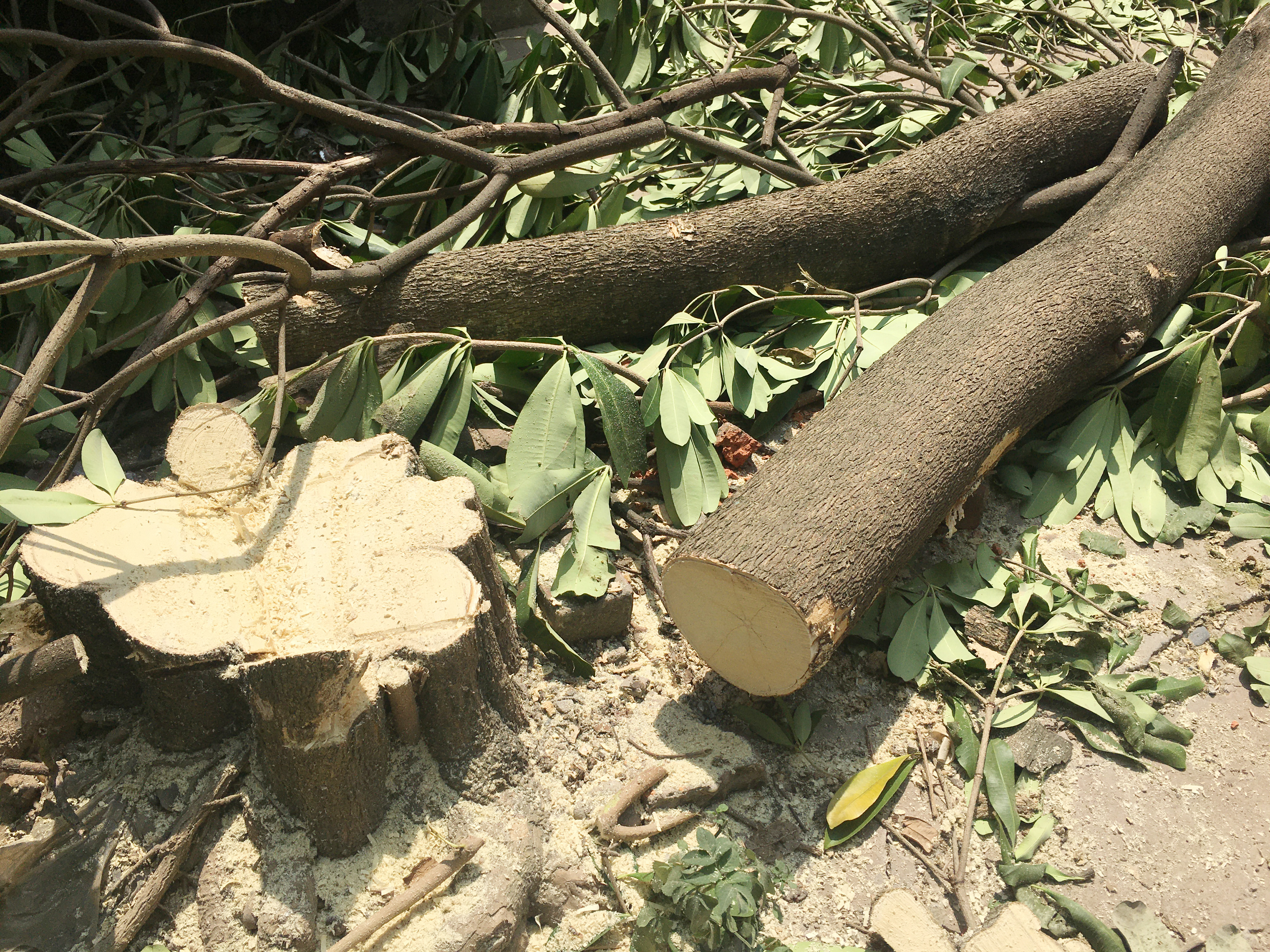 Một cây gỗ tự nhiên bị đốn, dẫn đến nhiều cây con bên cạnh chết theo